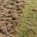 Garden Moss Control Sutton Coldfield